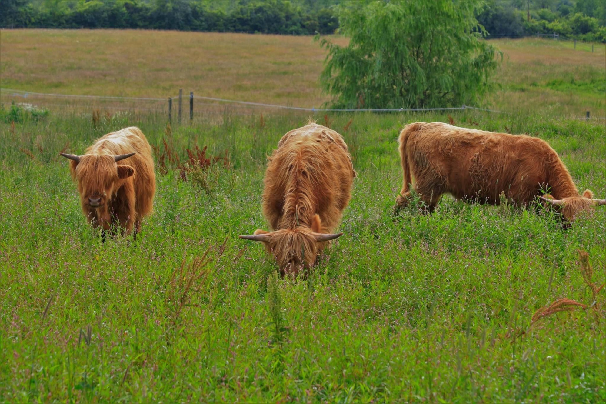 Highland-Angus cross cattle at Willow Anchor Farm