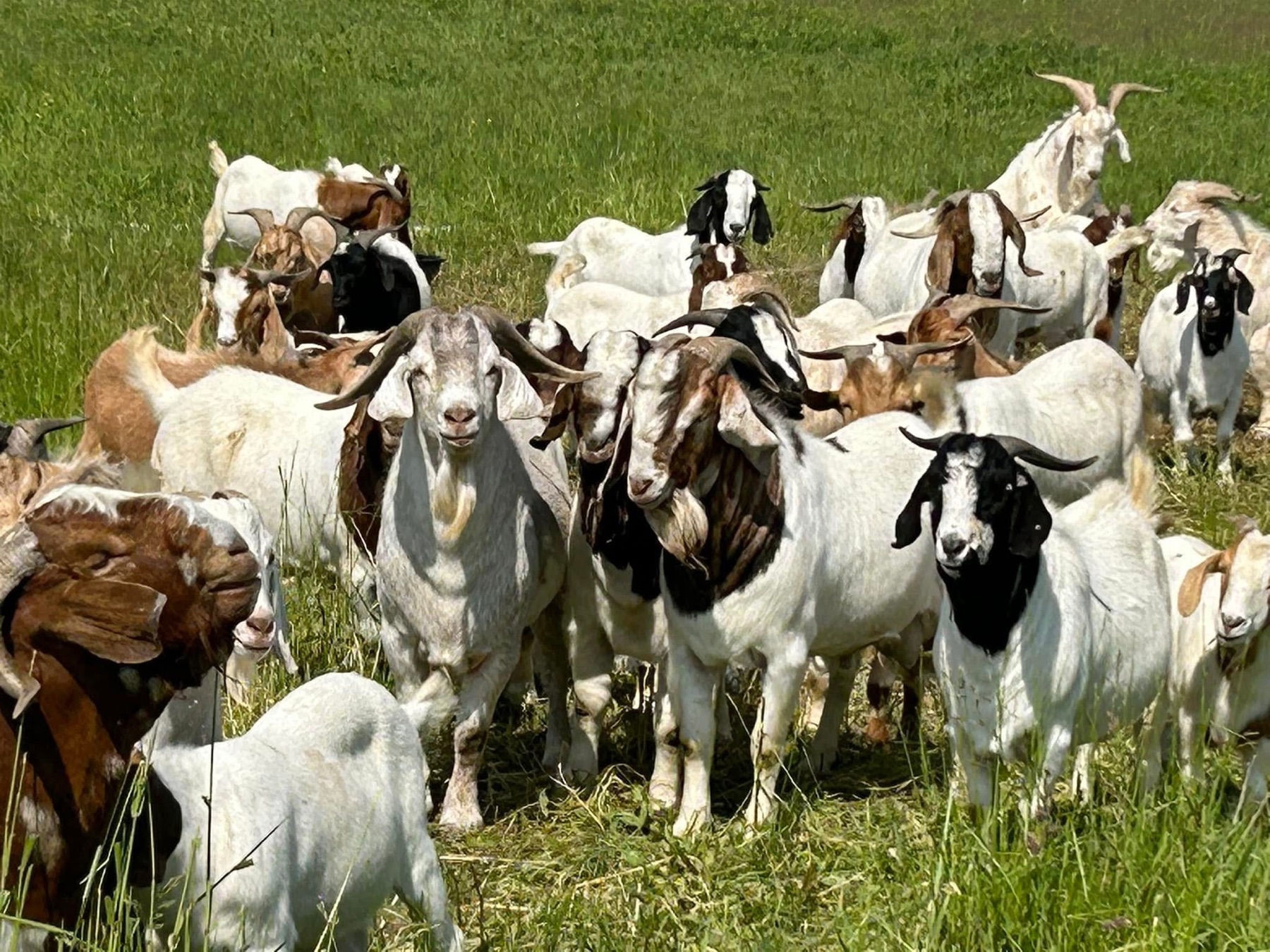 Adirondack Meat Goats grazing at Willow Anchor Farm